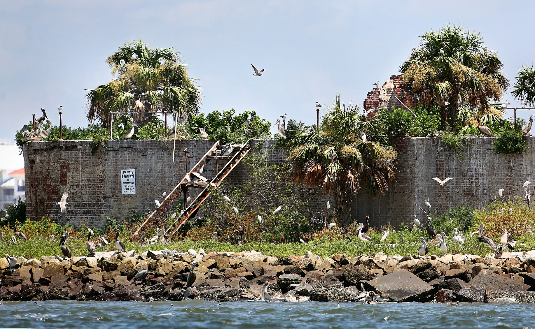 pelicans egrets castle pinckney.jpg (copy)